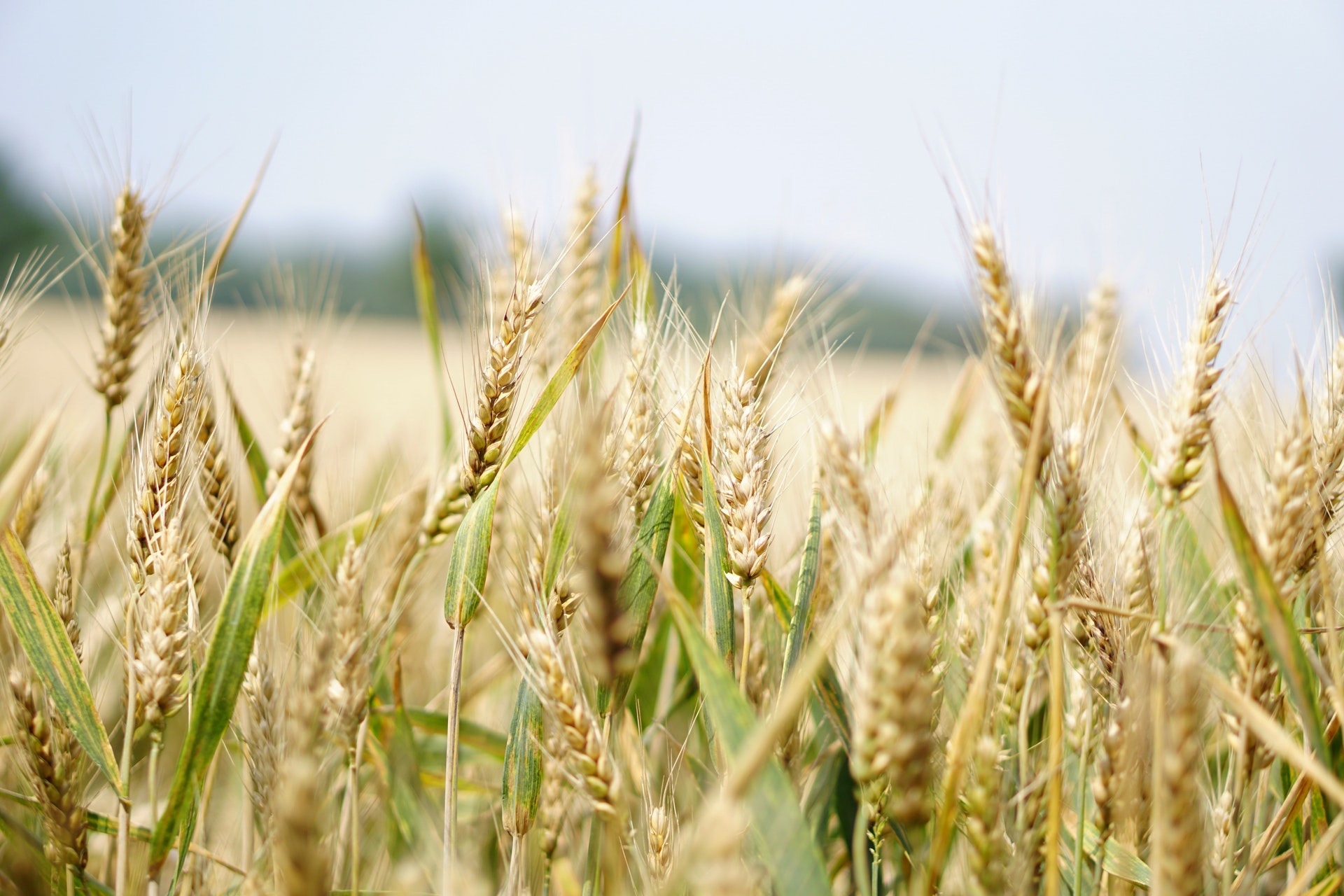 Agriculture 