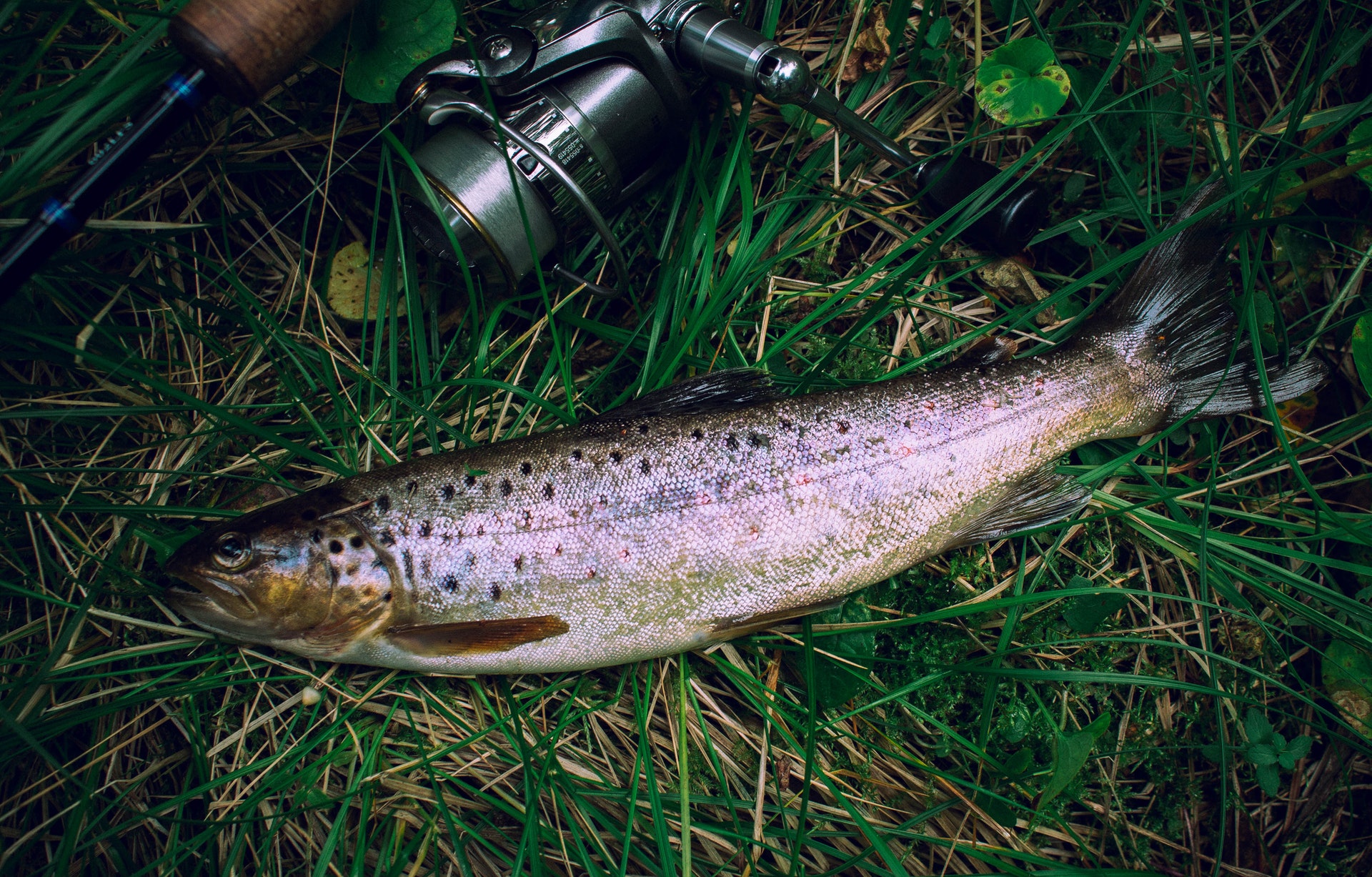 Truite Chaillandaise