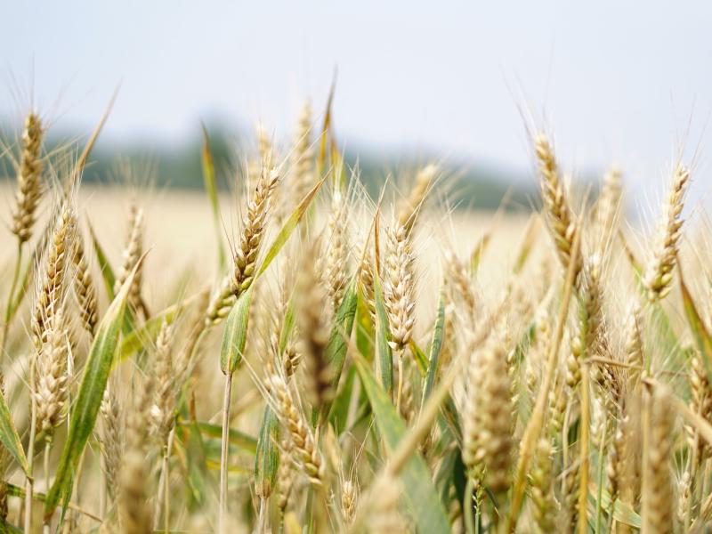 Agriculture 