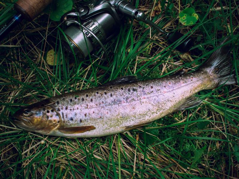 Truite Chaillandaise