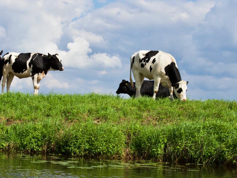 Arrêté portant organisation des opérations de Prophylaxies collectives obligatoires des maladies animales réglementées pour la campagne 2023-2024 dans le département de la Mayenne