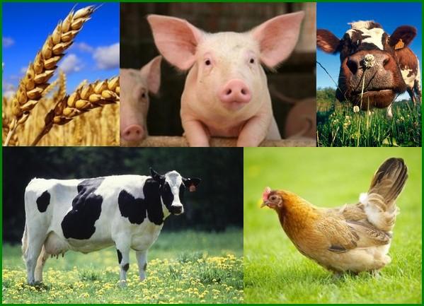 Agriculture